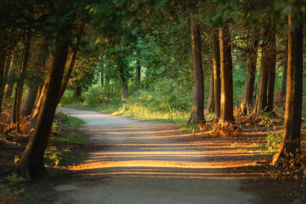 A sunlit dirt path winds through a forest with tall trees casting long shadows across the ground, promising a peaceful escape far from modern amenities.
